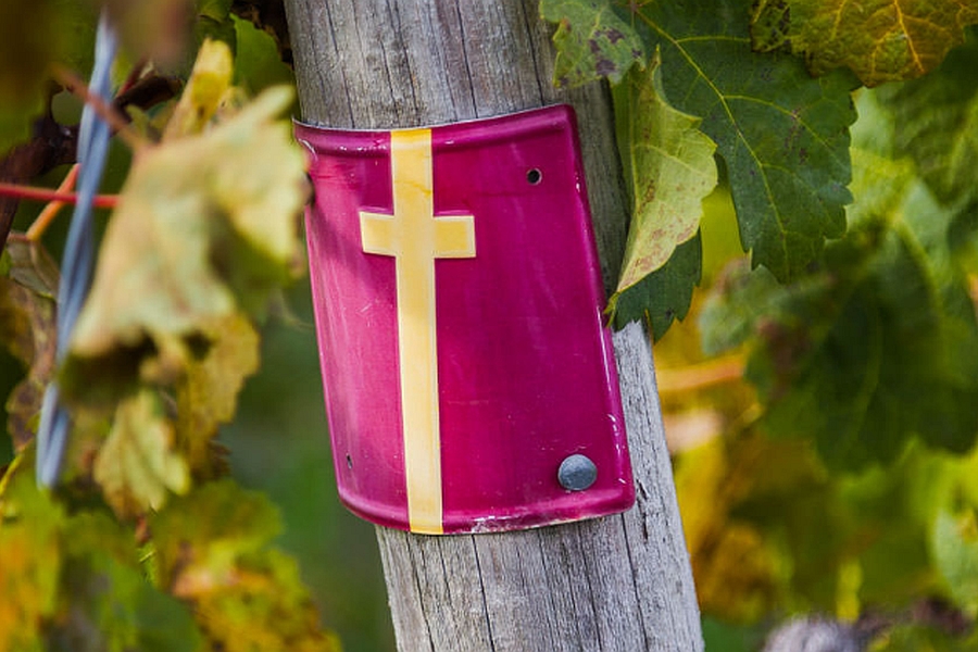 Ein Weinstock mit einem Holzpfosten, an dem ein farbiger Schild befestigt ist. Das Schild ist in Rot mit einem gelben Kreuz. Grüne Blätter umgeben den Pfosten.
