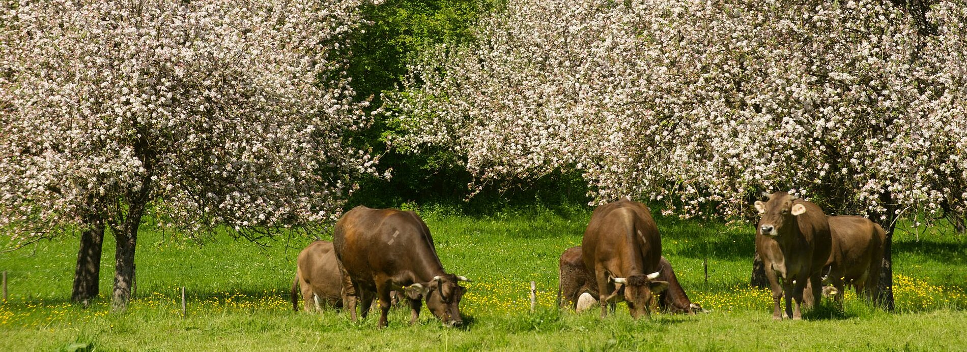 Eine Wiese mit mehrere Kühen, die grasend sind. Im Hintergrund blühen große, weiße Obstbäume. Das Bild vermittelt eine friedliche ländliche Atmosphäre.