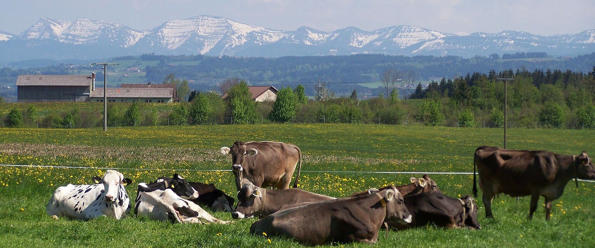 Eine Wiese mit mehreren Kühen, die auf dem Gras liegen und grasen. Im Hintergrund sind schneebedeckte Berge und ein klarer Himmel zu sehen. In der Ferne sind einige Gebäude erkennbar.