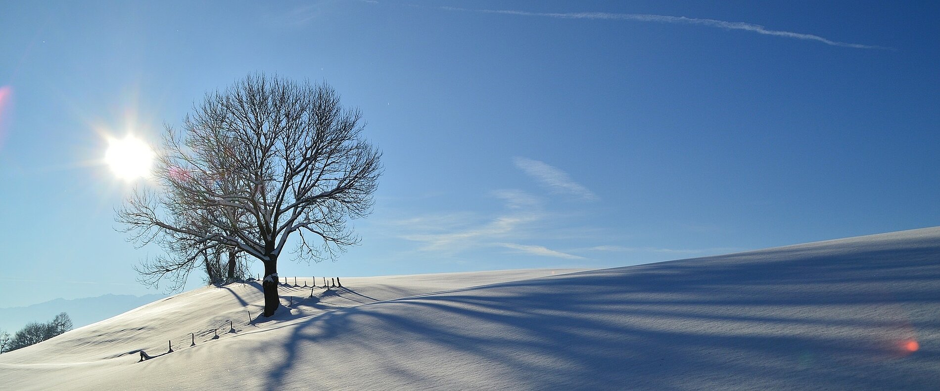 Ein einsamer Baum steht auf einem schneebedeckten Hügel unter einem klaren blauen Himmel. Die Sonne strahlt hell und wirft lange Schatten auf den glatten Schnee.