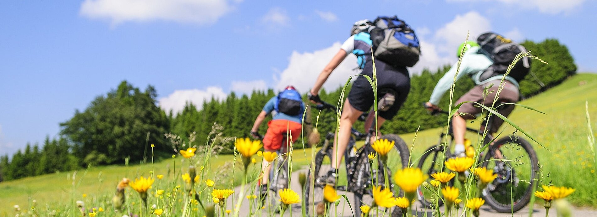 Drei Radfahrer fahren auf einem Weg durch eine farbenfrohe Blumenwiese. Im Hintergrund sind grüne Hügel und ein blauer Himmel mit einigen Wolken zu sehen.