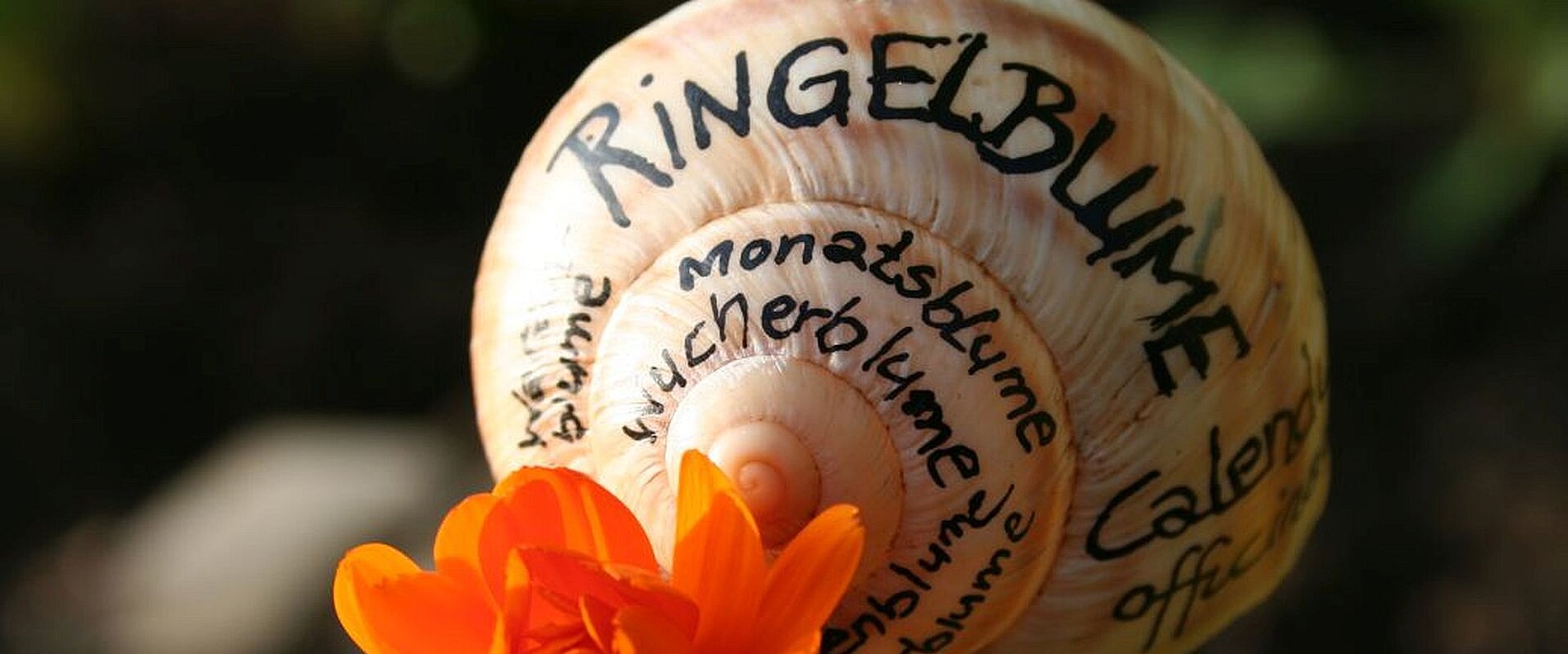 Eine große Schnecke mit beschriftetem Gehäuse, auf dem Begriffe wie "Ringelblume" und "Calendula" stehen. Vor der Schnecke blüht eine orangefarbene Ringelblume. Die Szene ist von natürlichem Licht umgeben, das die Farben lebendig erscheinen lässt.