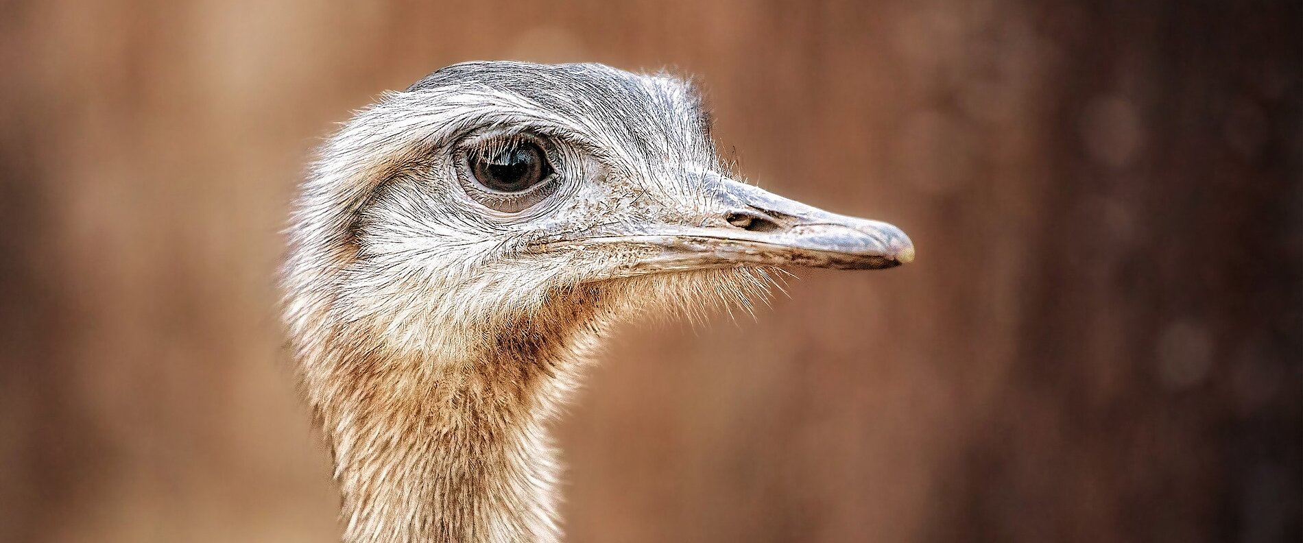 Nahaufnahme eines Vogels mit langem Hals und einem charakteristischen Gesichtsausdruck. Der Vogel hat graue Federn und ein großes, rundes Auge. Der Hintergrund ist unscharf und zeigt natürliche, erdige Farben.
